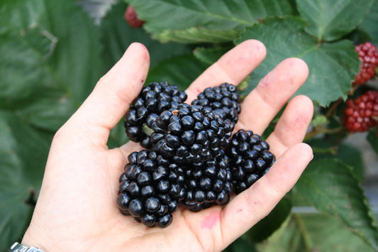 Primocane Blackberry Young Plants