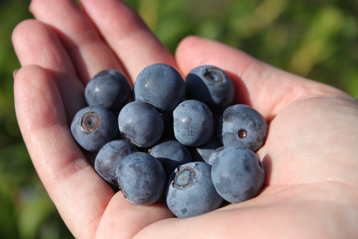 Southern Highbush blueberry young plants, image size:1200x800