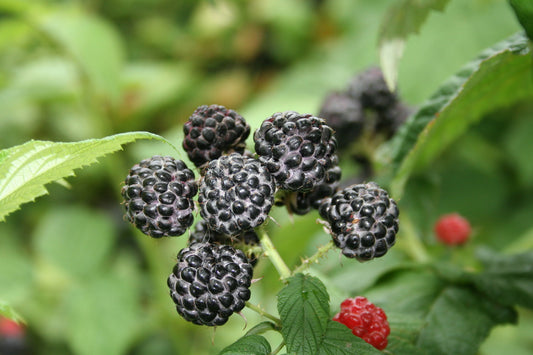 Black Raspberry Young Plants