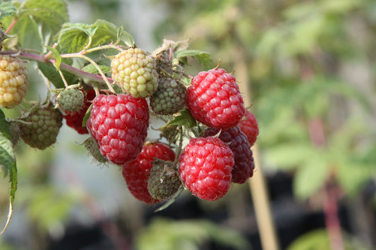 Raspberry Young Plants