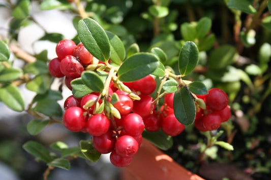 Lingonberry Young Plants