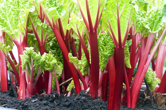 SpringBarber® Rhubarb Young Plants