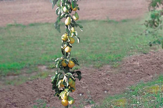 Pirini® Columnar Pear Tree Young Plants