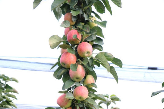 Malini® Säulenapfelbaum Jungpflanzen