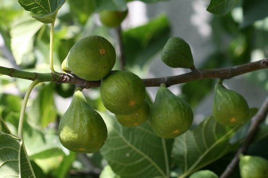 Autumn Figs Young Plants