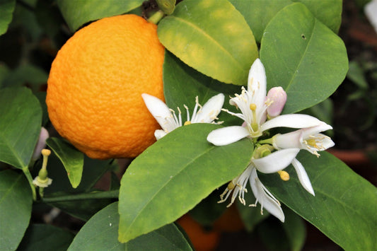 Citrobella® Citrus Young Plants
