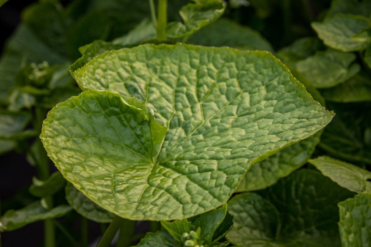Wasabi Young Plants