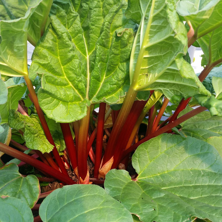 Rhabarber 'Canada Red'-Jungpflanzen