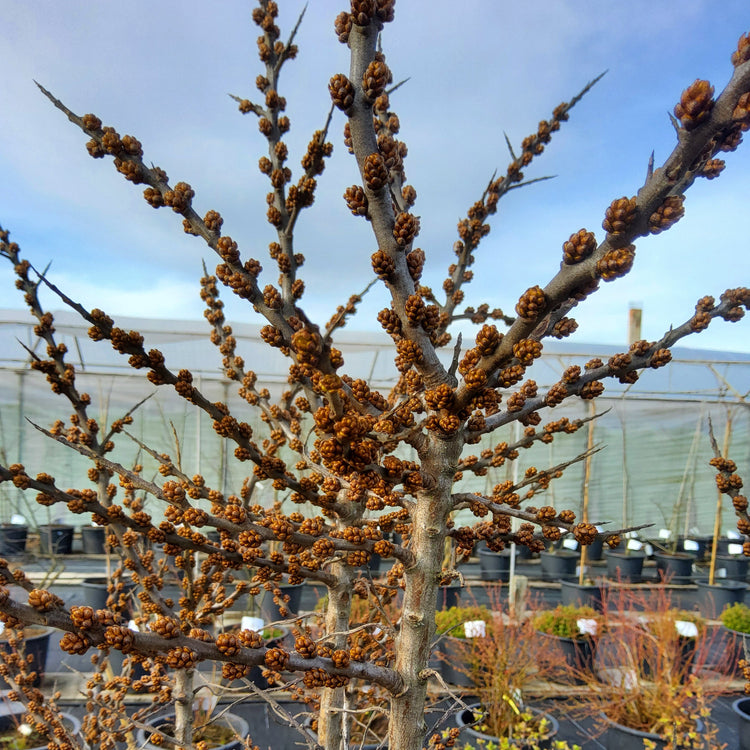 Sea Buckthorn 'Pollmix 2' young plants