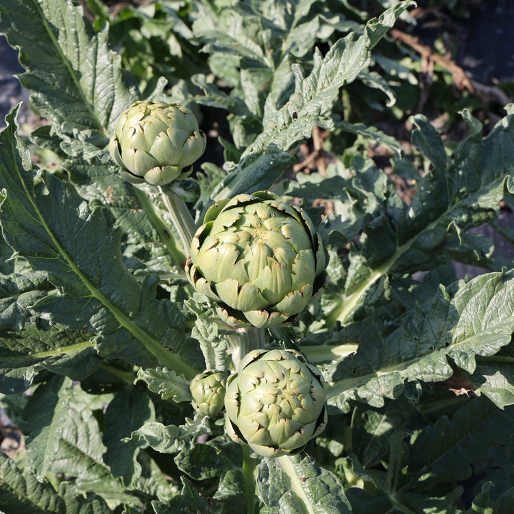 Artischocke 'Vert de Laon'-Jungpflanzen