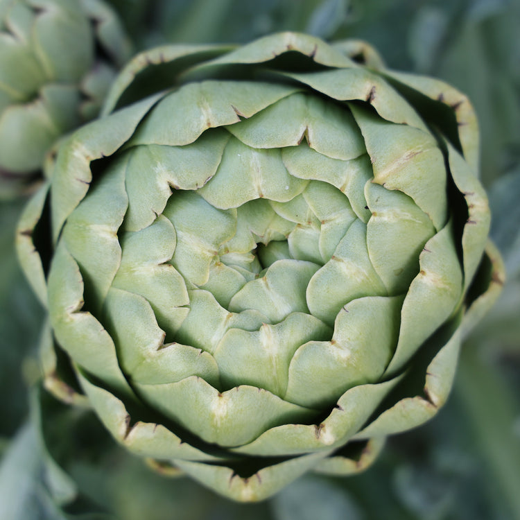 Artischocke 'Vert de Laon'-Jungpflanzen