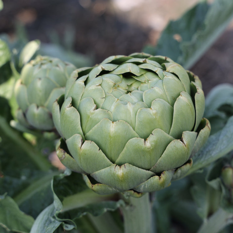 Artischocke 'Vert de Laon'-Jungpflanzen