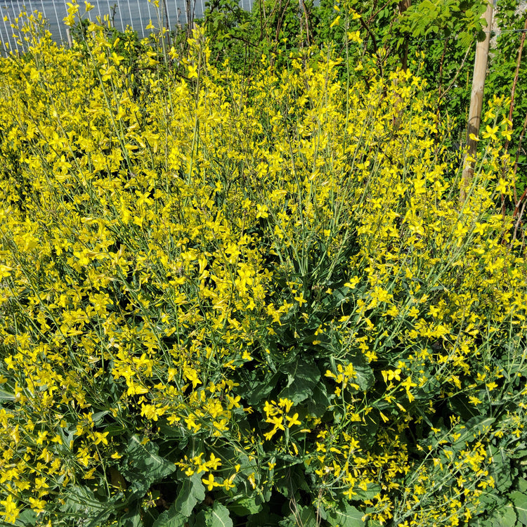 Baumkohl Everkale® 'Greenwave®'-Jungpflanzen