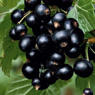 Blackcurrant 'Titania' young plants