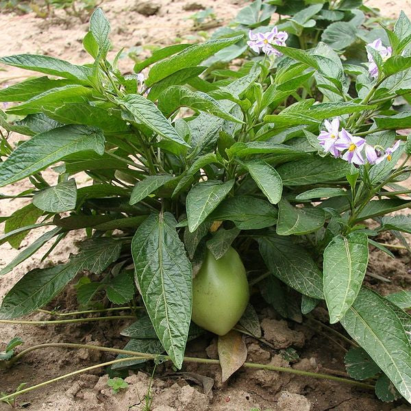 Melon pear 'Pepino' young plants