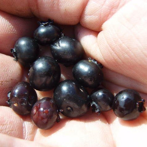 Heidelbeere 'Emil'-Jungpflanzen