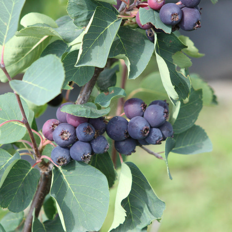 Saskatoon berry 'Martin' young plants