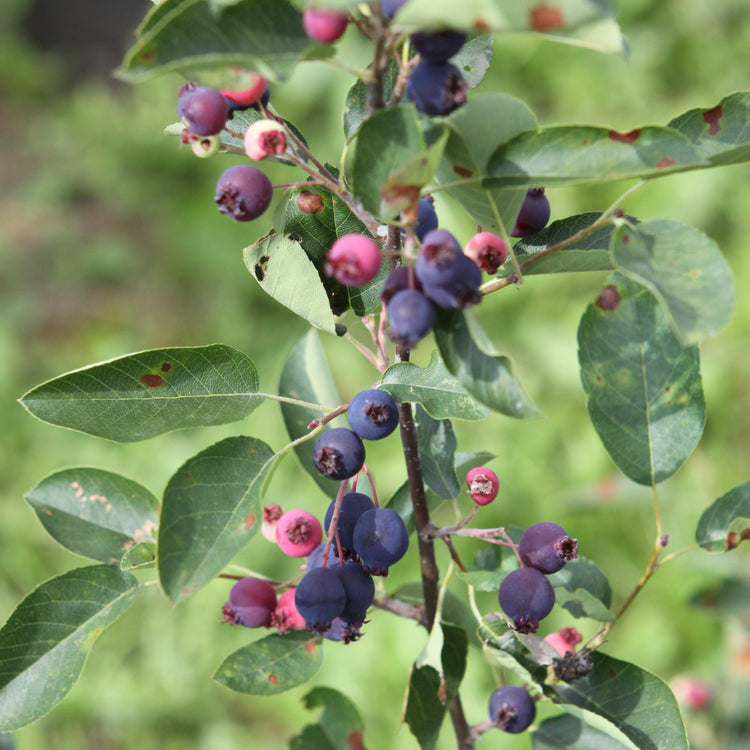 Saskatoon berry 'Saskadwarf®' young plants