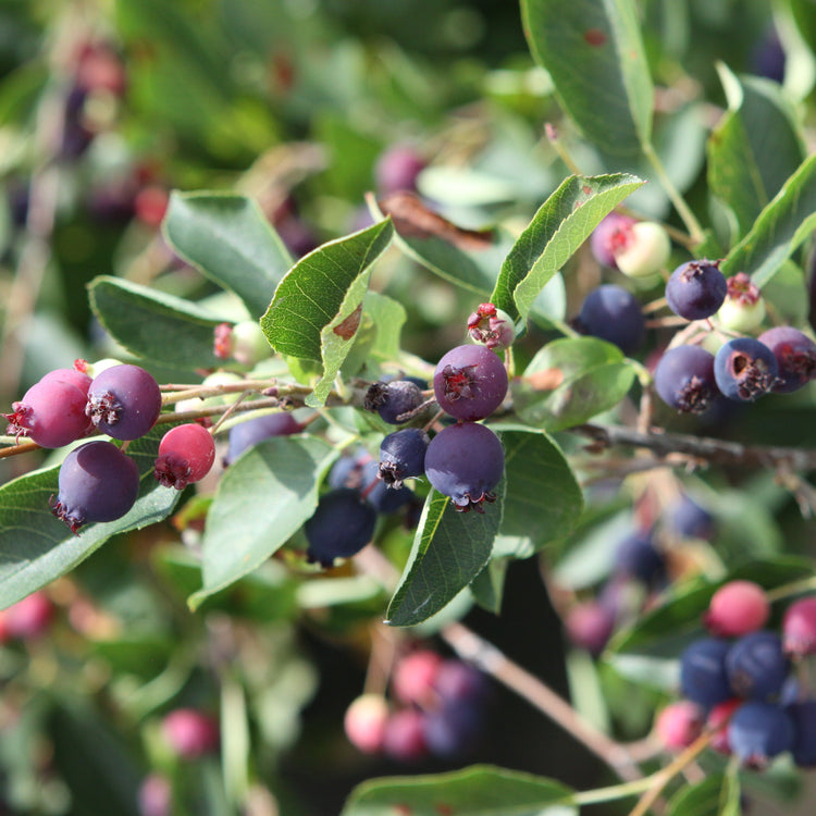 Saskatoon berry 'Saskadwarf®' young plants
