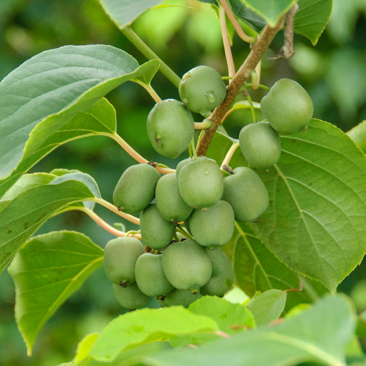 Kiwiberry® Fresh Jumbo
