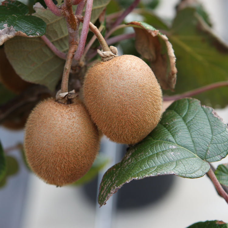 Kiwi Hayward - young plants