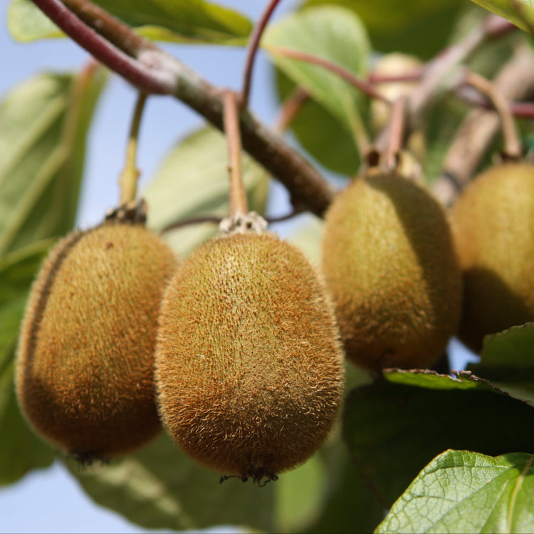 Kiwi Koryoku - Jungpflanzen