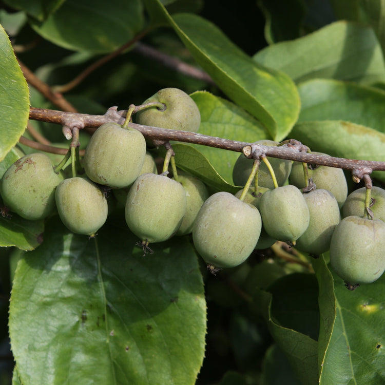 Kiwiberry® Fresh Jumbo