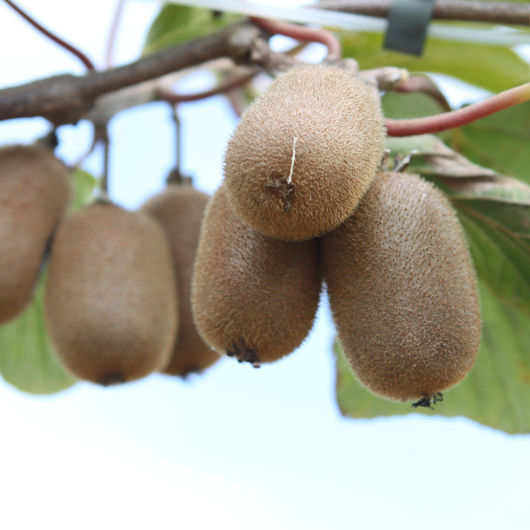 Kiwi Koryoku - Jungpflanzen