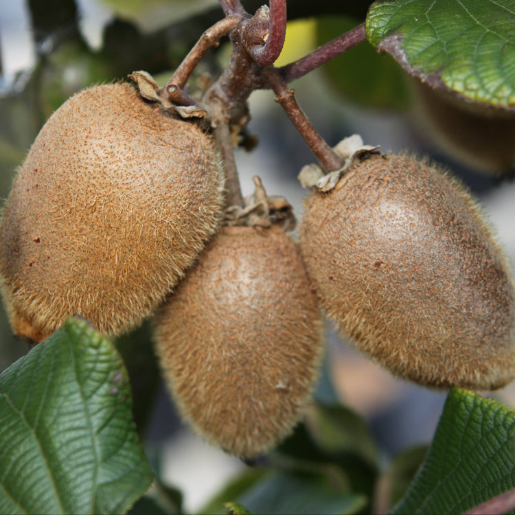 Kiwi Kivite® - young plants