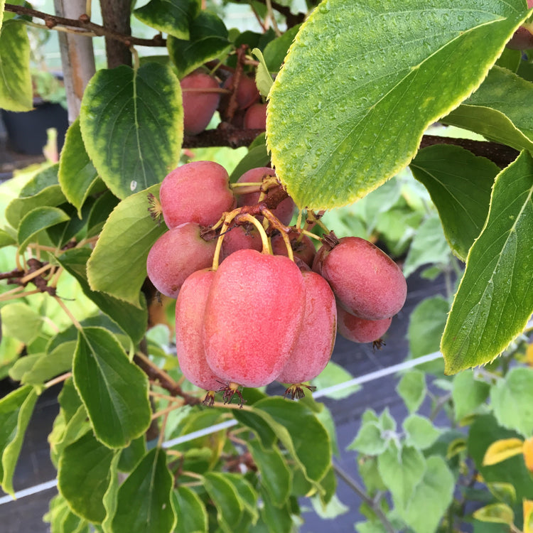 Kiwiberry® Pink Jumbo