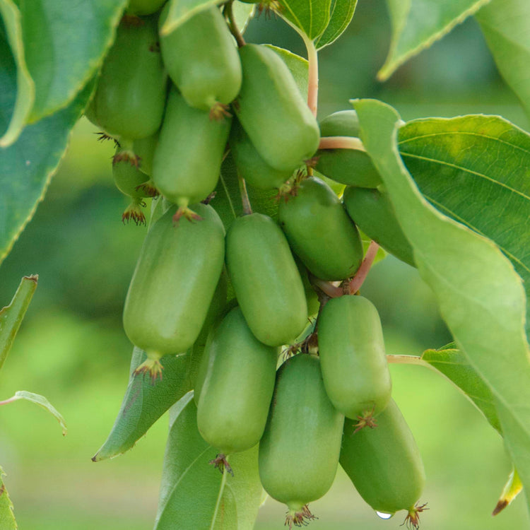 KiwiBerry® Super Jumbo