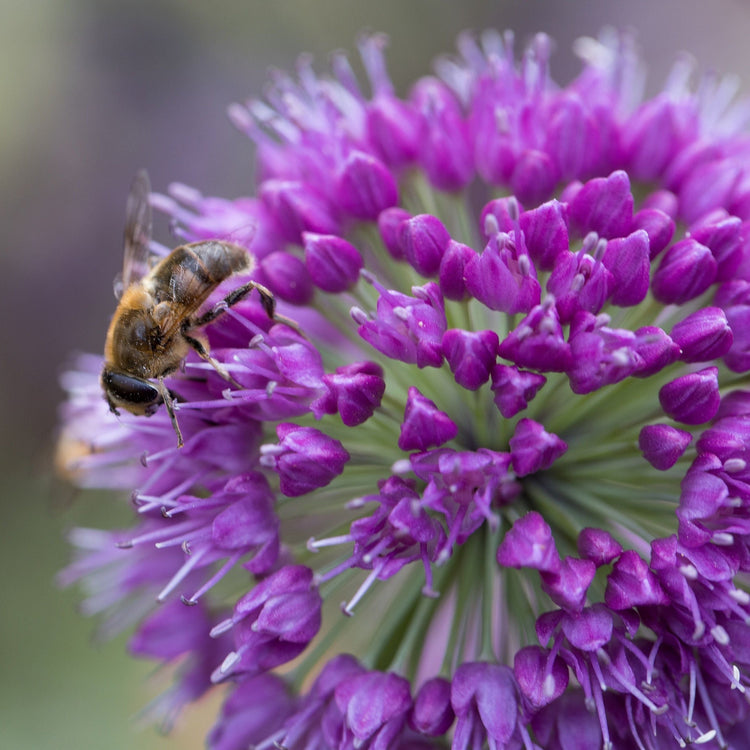 Aging chive - young plants