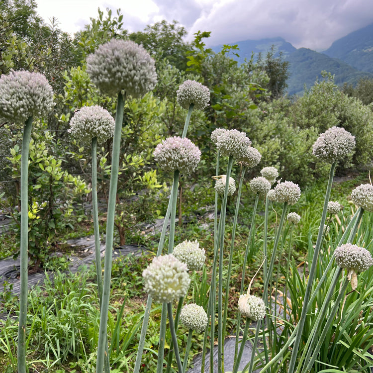 Allium ampeloprasum