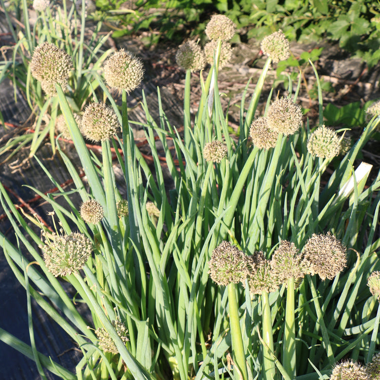Bunching onion young plants