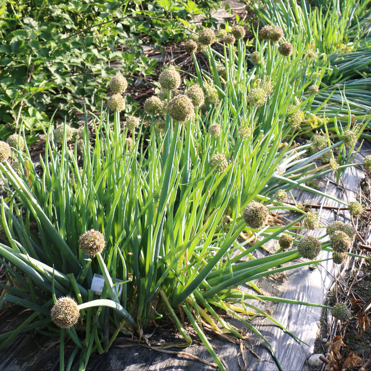 Bunching onion young plants