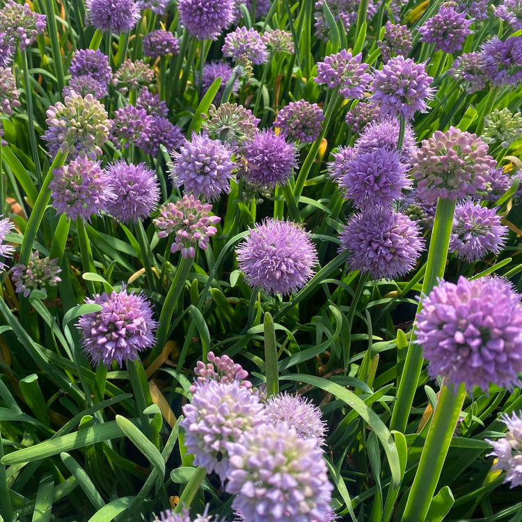 Aging chive - young plants