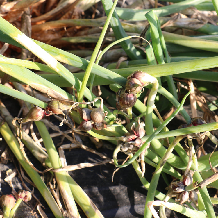 Tree onion young plants