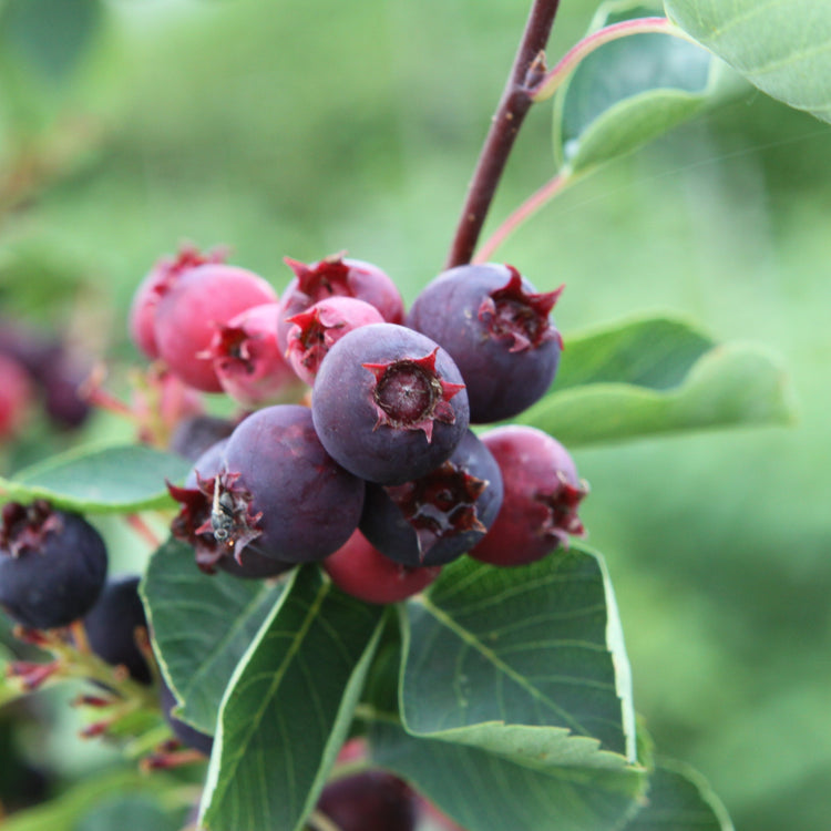 Saskatoon berry 'Martin' young plants