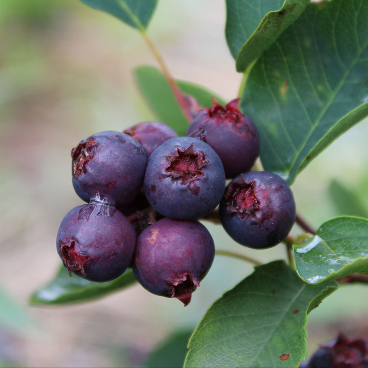 Saskatoon berry 'Saskablue®' young plants