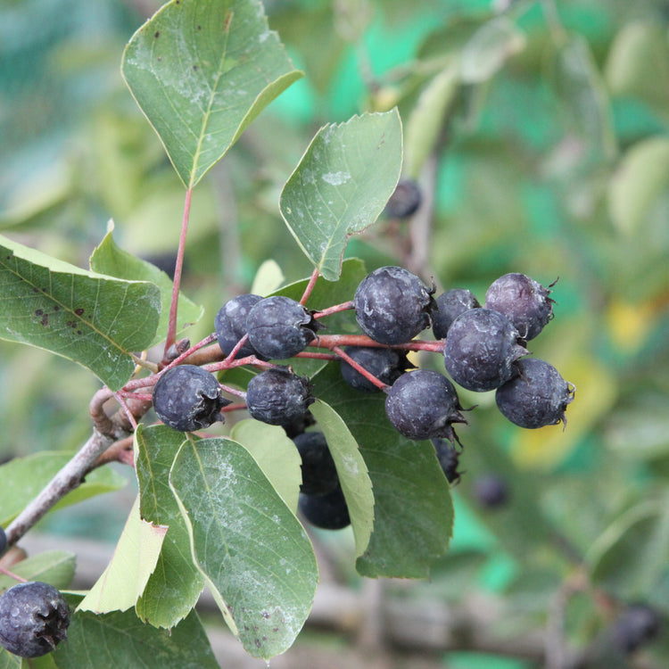 Saskatoon berry 'Saskablue®' young plants