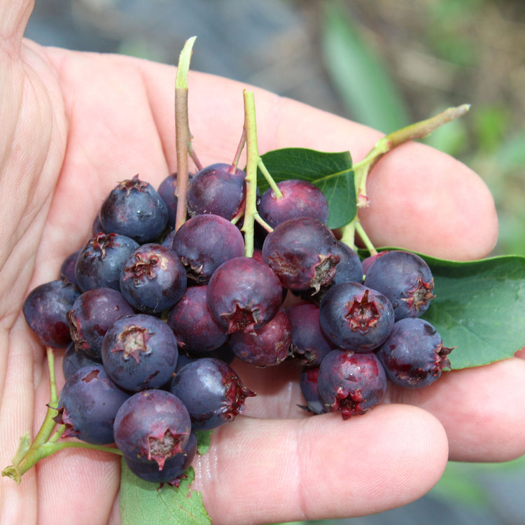 Saskatoon berry 'Saskablue®' young plants