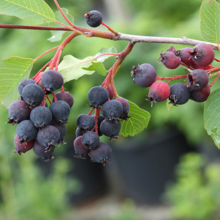 Saskatoon berry 'Saskalate®' young plants