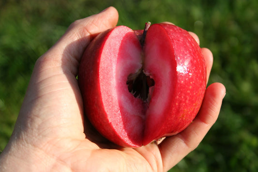 Apfelbaum Redlove® 'Odysso®'-Jungpflanzen