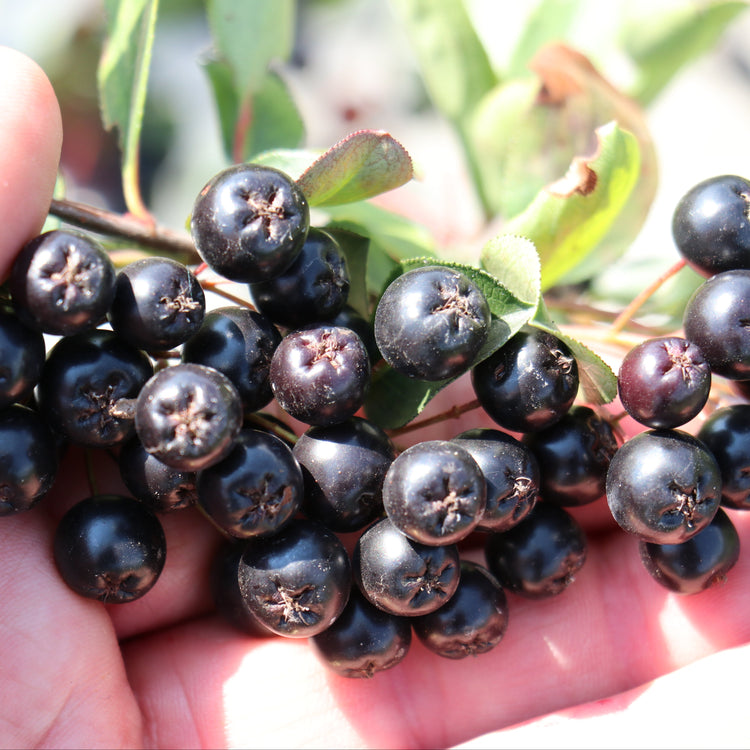 Chokeberry Lowberry® 'Little Helpers®' young plants