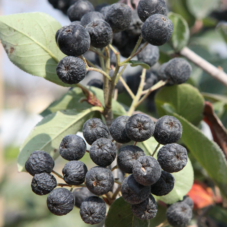 Chokeberry 'Rubina' seedlings