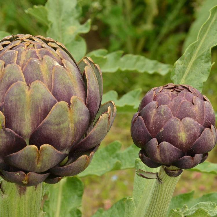Artischocke 'Colorado Red Star'-Jungpflanzen