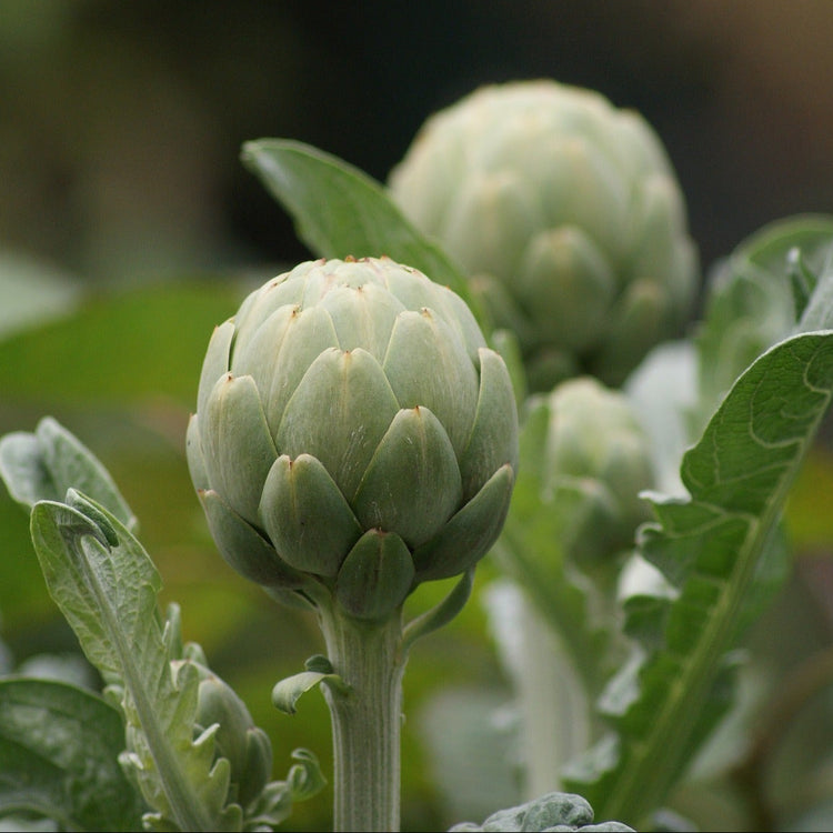 Artischocke 'Tavor'-Jungpflanzen