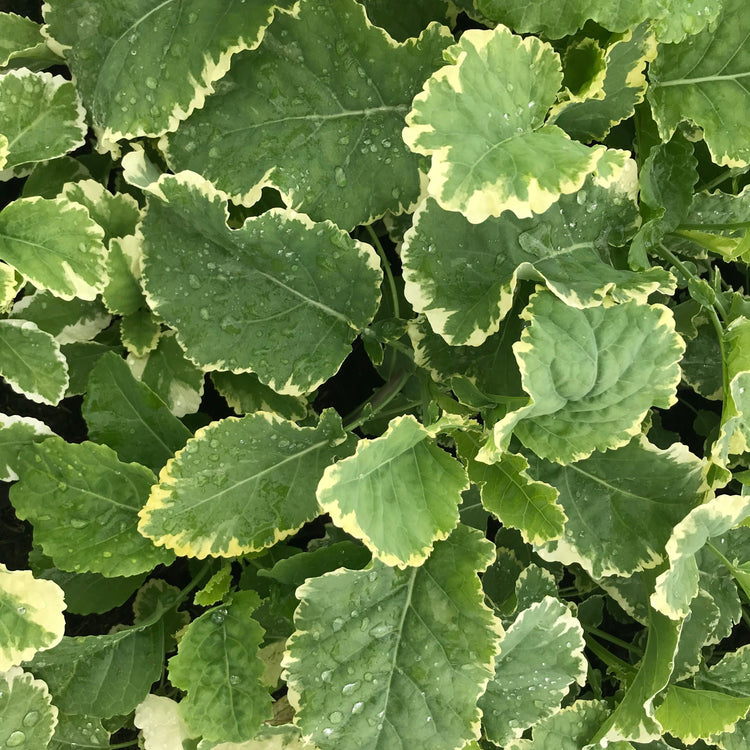 Tree Kale 'Daubenton's Variegata' young plants
