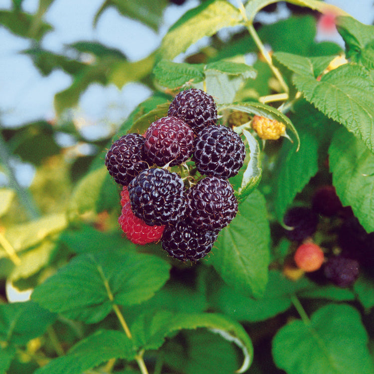 Himbeere 'Black Jewel' - Jungpflanze