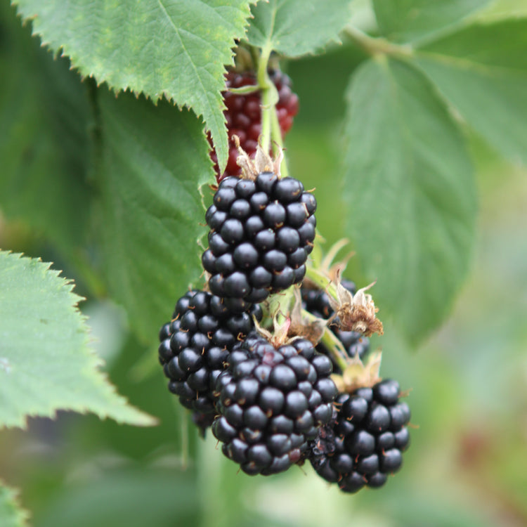 Brombeere 'Black Satin'-Jungpflanzen